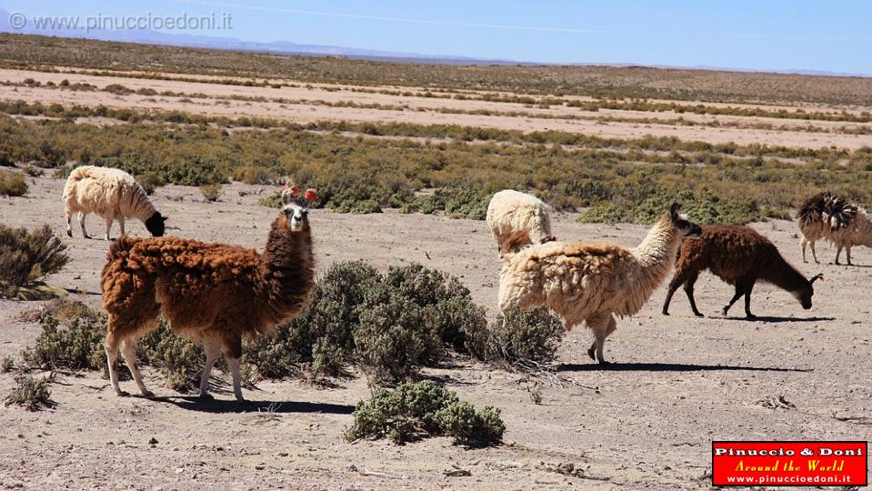 BOLIVIA - Uyuni Villamar - 13 - Lama.jpg